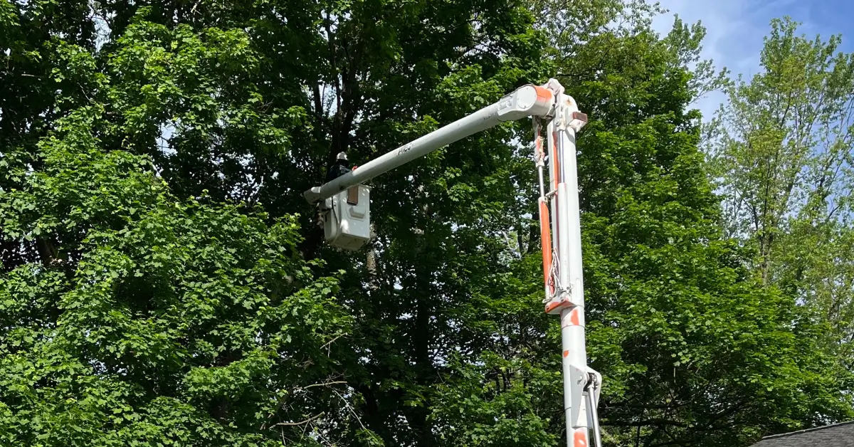 Tree Trimming