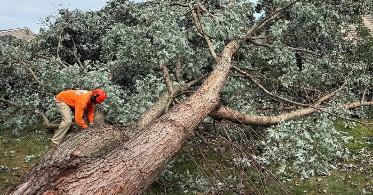 5 Signs That It’s Time to Remove Your Tree